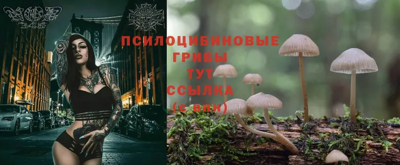 блэк спрут   что такое   Мичуринск  Псилоцибиновые грибы Psilocybine cubensis 